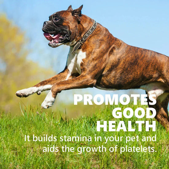 GNAWLERS CALCIUM MILK STICK